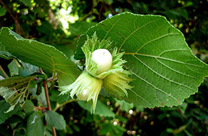 Hasel mit Fruchtstand und Blatt 