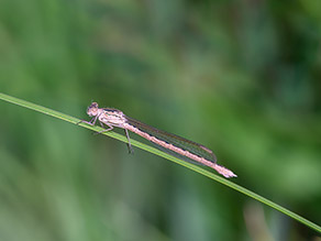 Eine zierliche Libelle sitzt auf einem Gras- oder Schilfhalm, der diagonal durchs Bild verläuft.