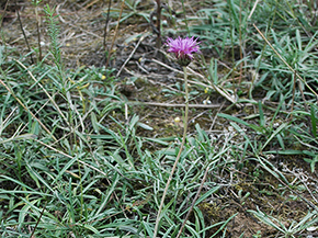 Eine Pflanze mit einem langen grünen Stiel und lila Blüten auf braunem Boden.