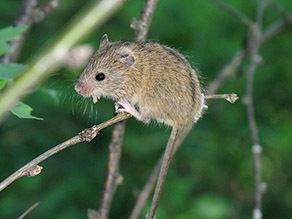 Eine hellbraune Maus mit schwarzem Strich entlang des Rückens sitzt  auf einem trockenen Zweig.
