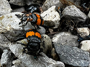 Zwei Käfer mit charakteristischer schwarz-oranger Färbung laufen über Steine.