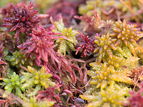 Von unterschiedlichen gelbgrün und rot gefärbten Torfmoosarten gebildete Torfmoosdecke.