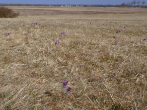 Eine weite Fläche an Magerrasen in der Garchinger Heide, die den Lebensraum der Wiesen-Kuhschelle darstellt.