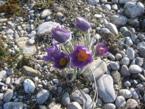 Mehrere lila Blüten zeigen gelben Pollen in der Mitte.