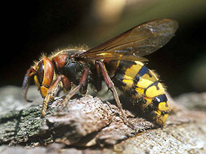 Insekt mit rotbraunem Kopf und Brustbereich sowie einem gelbschwarzen Hinterleib sitzt auf einem Stein