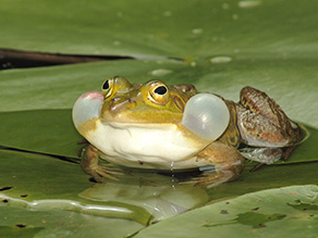 Frosch sitzt auf Teichrose, die in einem Gewässer schwimmt.