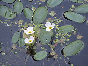 Pflanze in einem Gewässer mit grünen Schwimmblättern und weißen, aufragenden Blüten