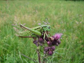 Eine große Heuschrecke mit einer langen Legeröhre sitzt auf einer Distel.