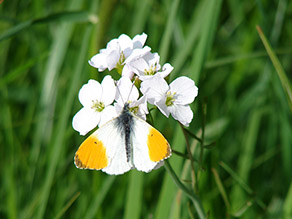 Ein weißer Schmetterling mit orangen Flecken sitzt auf einer weißen Blüte.