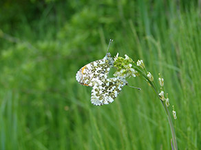 Ein Schmetterling mit gelblichgrünen bis graugrünen Flecken auf der Unterseite seiner Flügel sitzt auf einer Pflanze.