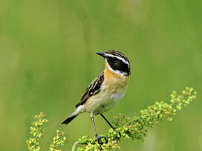 Auf dem rechten Foto sitzt ein kleiner schwarz-braun-weiß gezeichneter Vogel mit orangebrauner Brust auf einer Staude