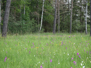Aus einer blühenden Wiese auf der Königsbrunner Heide sticht das Pink der Sumpf-Gladiolen heraus, im Hintergrund wachsen Bäume.
