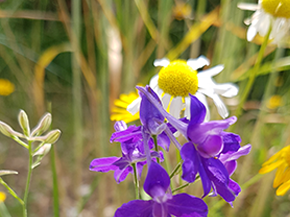 Blüten des Ackerrittersporns