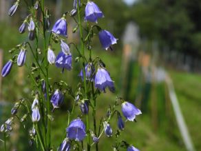 Auf diesem Bild zeigen sich viele Becherlgocken-Blüten in einem dunklen Violett, ähnlich verschiedener Glockenblumenarten Auf diesem Bild zeigen sich viele Becherlgocken-Blüten in einem dunklen Violett, ähnlich verschiedener Glockenblumenarten