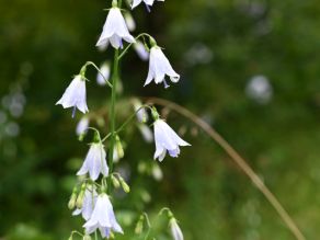 Viele glockenförmige geöffnete und einige ungeöffnete Blüten hängen an einen Stengel.