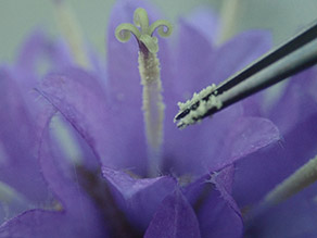 I Eine Pinzette mit Pollen von der Narbe einer Glockenblume.