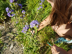 Eine Frau entnimmt vorsichtig ein Rosettenblatt Glockenblumen in einer Wiese.