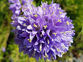 köpfchenartiger, endständiger, violetter Blütenknäuel mit gelben Griffeln in den Einzelblüten