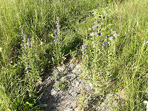 Hochwüchsige Glockenblumen mit blauen Blüten in einer Wiese.