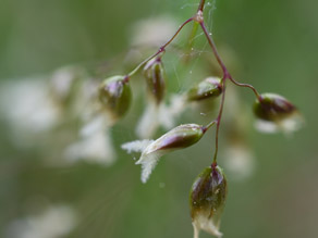 Einzelne Ährchen eines Süßgrases in voller Blüte vor verschwommenem Hintergrund. Die Narben sind weiß.