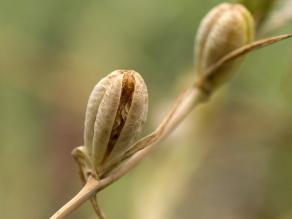 Sich öffnender Fruchtstand der Sumpf-Gladiole