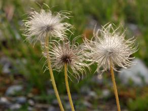 Fruchtstand, sieht fast aus wie eine Pusteblume