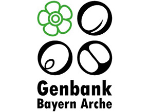 Logo: Text Genbank Bayern Arche mit verschiedenen, gezeichneten Getreidekörner und einer Blüte über dem Text.