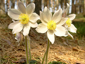 Vier Frühlingsküchenschellen mit ihren hellgelben Blütenblättern und sattgelben Staublättern wachsen an einem licht bewaldeten Hang.
