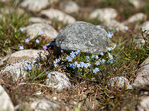 Bodensee-Vergissmeinnicht mit hellblauen Blüten wachsen zwischen Steinen hervor.