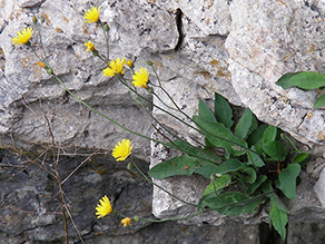 Die Pflanze Arnolds Habichtskraut an einem Felsen