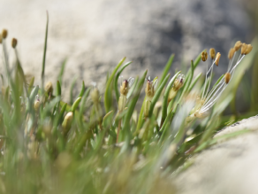 Grüne grasartige Pflanzen mit bräunlichen Blütenteilen wächst zwischen Steinen am Strand. Grüne grasartige Pflanzen mit bräunlichen Blütenteilen wächst zwischen Steinen am Strand.