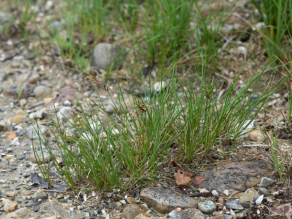 Fruchtendes Gras auf kiesigem Substrat. Fruchtendes Gras auf kiesigem Substrat.
