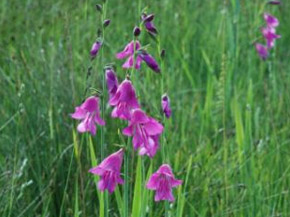 Gladiolus palustris, Sumpf-Siegwurz; Foto: Dr. Andreas Zehm