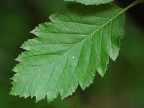 Sorbus austriaca, Österreichische Mehlbeere; Foto: Dr. Andreas Zehm