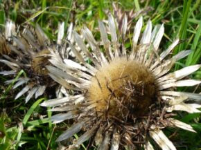 Carlina acaulis, Silberdistel; Foto: Hannah Schuster