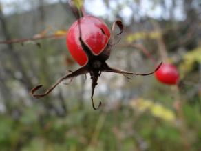 rote Knospe einer Hagebutte