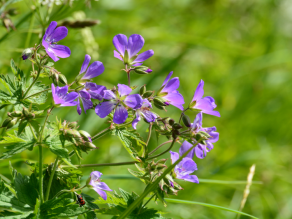 Nahaufnahme eines Wald-Storchschnabels mit zahlreichen blauen Blüten.