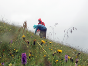 Zwei Personen untersuchen die Pflanzen auf einer blühenden Bergwiese.