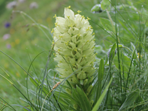 Hellgelb öffnen sich die Blüten der Strauß-Glockenblume, die ähnlich einer Ähre angeordnet sind.