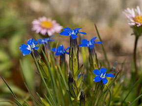 Blume mit blauen Blüten mit je fünf Blütenblättern