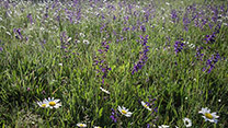 Artenreiche, blühende Blumenwiese