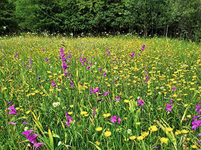 Wiese mit Blumen mit lila und gelben Blüten