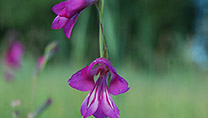 Schwertliliengewächs mit violetter Blüte