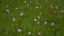 Eine Wiese mit weiß und lila blühenden Pflanzen