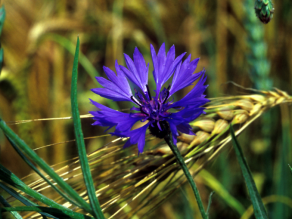 Die blaue Kornblume