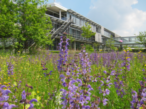 LfU-Außenanlagen mit zahlreichen Blüten des Wiesensalbeis.