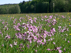 Artenreiche Flachland-Mähwiese mit Kuckuckslichtnelken im Vordergrund.