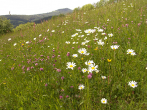 Blumenwiese