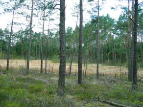 Kiefernwald auf sandigem Untergrund