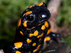 Ein aufgerichteter Feuersalamander blickt dem Betrachter in die Augen, im Hintergrund Moos.